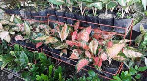 Bunga-Aglonema